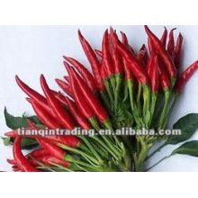 fresh red chilli seller